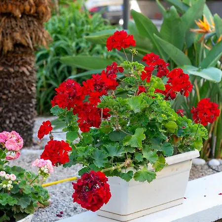 Marlè Bed & Breakfast 4*