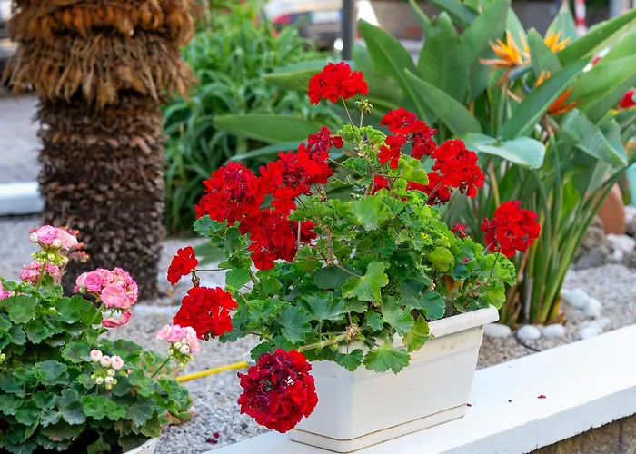 Marle Alojamento de Acomodação e Pequeno-almoço 4*